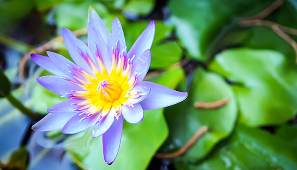 Lotus flower in lilly pond